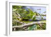 An Adult Australian Tree Snake (Dendrelaphis Punctulata)-Michael Nolan-Framed Photographic Print