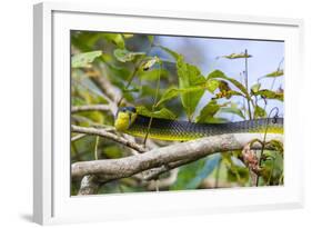 An Adult Australian Tree Snake (Dendrelaphis Punctulata)-Michael Nolan-Framed Photographic Print