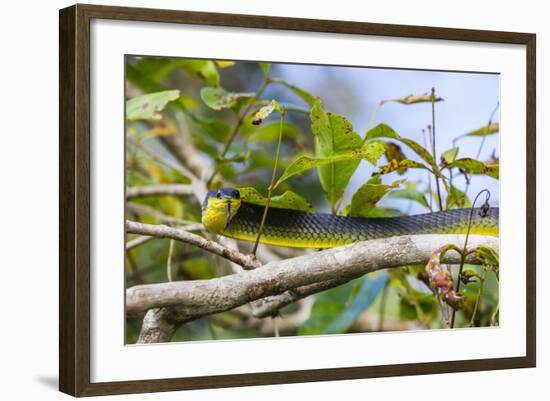 An Adult Australian Tree Snake (Dendrelaphis Punctulata)-Michael Nolan-Framed Photographic Print