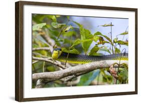 An Adult Australian Tree Snake (Dendrelaphis Punctulata)-Michael Nolan-Framed Photographic Print