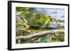 An Adult Australian Tree Snake (Dendrelaphis Punctulata)-Michael Nolan-Framed Photographic Print