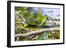 An Adult Australian Tree Snake (Dendrelaphis Punctulata)-Michael Nolan-Framed Photographic Print