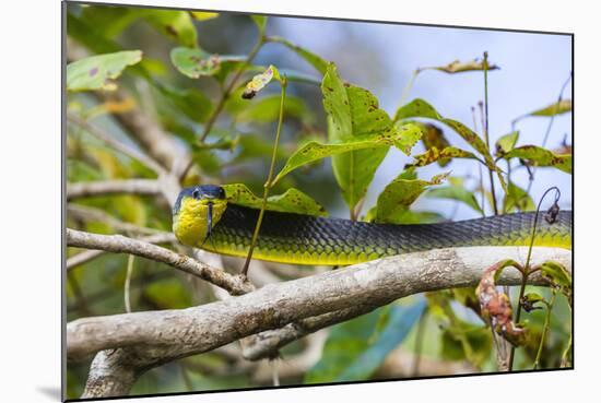 An Adult Australian Tree Snake (Dendrelaphis Punctulata)-Michael Nolan-Mounted Photographic Print