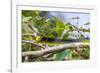 An Adult Australian Tree Snake (Dendrelaphis Punctulata)-Michael Nolan-Framed Photographic Print