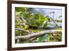 An Adult Australian Tree Snake (Dendrelaphis Punctulata)-Michael Nolan-Framed Photographic Print