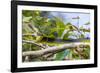 An Adult Australian Tree Snake (Dendrelaphis Punctulata)-Michael Nolan-Framed Photographic Print