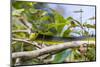 An Adult Australian Tree Snake (Dendrelaphis Punctulata)-Michael Nolan-Mounted Photographic Print