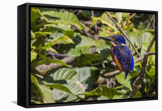 An Adult Azure Kingfisher (Alcedo Azurea) on the Daintree River-Michael Nolan-Framed Stretched Canvas