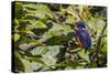 An Adult Azure Kingfisher (Alcedo Azurea) on the Daintree River-Michael Nolan-Stretched Canvas