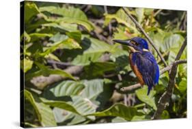 An Adult Azure Kingfisher (Alcedo Azurea) on the Daintree River-Michael Nolan-Stretched Canvas