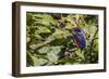 An Adult Azure Kingfisher (Alcedo Azurea) on the Daintree River-Michael Nolan-Framed Photographic Print