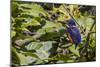 An Adult Azure Kingfisher (Alcedo Azurea) on the Daintree River-Michael Nolan-Mounted Photographic Print