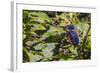 An Adult Azure Kingfisher (Alcedo Azurea) on the Daintree River-Michael Nolan-Framed Photographic Print