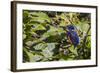 An Adult Azure Kingfisher (Alcedo Azurea) on the Daintree River-Michael Nolan-Framed Photographic Print