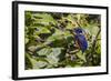 An Adult Azure Kingfisher (Alcedo Azurea) on the Daintree River-Michael Nolan-Framed Photographic Print