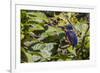 An Adult Azure Kingfisher (Alcedo Azurea) on the Daintree River-Michael Nolan-Framed Photographic Print