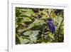 An Adult Azure Kingfisher (Alcedo Azurea) on the Daintree River-Michael Nolan-Framed Photographic Print