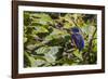 An Adult Azure Kingfisher (Alcedo Azurea) on the Daintree River-Michael Nolan-Framed Photographic Print