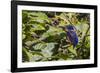 An Adult Azure Kingfisher (Alcedo Azurea) on the Daintree River-Michael Nolan-Framed Photographic Print