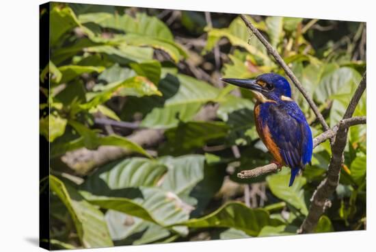 An Adult Azure Kingfisher (Alcedo Azurea) on the Daintree River-Michael Nolan-Stretched Canvas