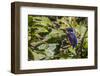 An Adult Azure Kingfisher (Alcedo Azurea) on the Daintree River-Michael Nolan-Framed Photographic Print