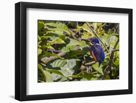 An Adult Azure Kingfisher (Alcedo Azurea) on the Daintree River-Michael Nolan-Framed Photographic Print