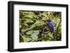 An Adult Azure Kingfisher (Alcedo Azurea) on the Daintree River-Michael Nolan-Framed Photographic Print