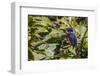 An Adult Azure Kingfisher (Alcedo Azurea) on the Daintree River-Michael Nolan-Framed Photographic Print