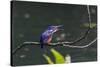 An Adult Azure Kingfisher (Alcedo Azurea) Swallowing a Fish on the Daintree River-Michael Nolan-Stretched Canvas