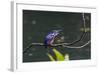 An Adult Azure Kingfisher (Alcedo Azurea) Swallowing a Fish on the Daintree River-Michael Nolan-Framed Photographic Print