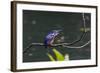 An Adult Azure Kingfisher (Alcedo Azurea) Swallowing a Fish on the Daintree River-Michael Nolan-Framed Photographic Print