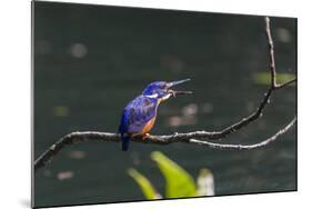 An Adult Azure Kingfisher (Alcedo Azurea) Swallowing a Fish on the Daintree River-Michael Nolan-Mounted Photographic Print