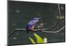 An Adult Azure Kingfisher (Alcedo Azurea) Swallowing a Fish on the Daintree River-Michael Nolan-Mounted Photographic Print