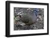 An adult blue-headed quail-dove (Starnoenas cyanocephala), Zapata National Park, endemic to Cuba, C-Michael Nolan-Framed Photographic Print