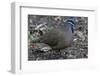 An adult blue-headed quail-dove (Starnoenas cyanocephala), Zapata National Park, endemic to Cuba, C-Michael Nolan-Framed Photographic Print