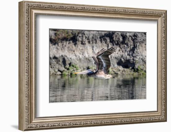 An adult brown pelican flying with wings up in Elkhorn Slough, California.-Sheila Haddad-Framed Photographic Print