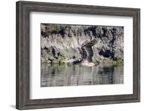 An adult brown pelican flying with wings up in Elkhorn Slough, California.-Sheila Haddad-Framed Photographic Print