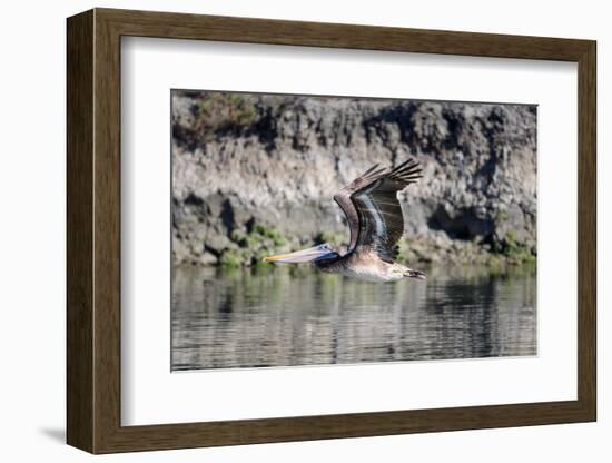 An adult brown pelican flying with wings up in Elkhorn Slough, California.-Sheila Haddad-Framed Photographic Print