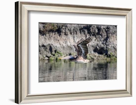 An adult brown pelican flying with wings up in Elkhorn Slough, California.-Sheila Haddad-Framed Photographic Print