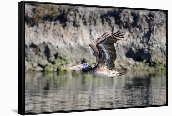 An adult brown pelican flying with wings up in Elkhorn Slough, California.-Sheila Haddad-Framed Stretched Canvas