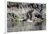 An adult brown pelican flying with wings up in Elkhorn Slough, California.-Sheila Haddad-Framed Photographic Print