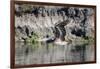 An adult brown pelican flying with wings up in Elkhorn Slough, California.-Sheila Haddad-Framed Photographic Print