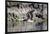 An adult brown pelican flying with wings up in Elkhorn Slough, California.-Sheila Haddad-Framed Photographic Print