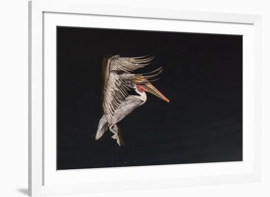 An Adult Brown Pelican (Pelecanus Occidentalis), at Night Near Isla Santa Catalina-Michael Nolan-Framed Photographic Print