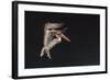 An Adult Brown Pelican (Pelecanus Occidentalis), at Night Near Isla Santa Catalina-Michael Nolan-Framed Photographic Print