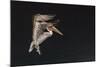 An Adult Brown Pelican (Pelecanus Occidentalis), at Night Near Isla Santa Catalina-Michael Nolan-Mounted Photographic Print