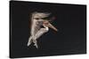 An Adult Brown Pelican (Pelecanus Occidentalis), at Night Near Isla Santa Catalina-Michael Nolan-Stretched Canvas