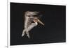 An Adult Brown Pelican (Pelecanus Occidentalis), at Night Near Isla Santa Catalina-Michael Nolan-Framed Photographic Print