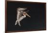 An Adult Brown Pelican (Pelecanus Occidentalis), at Night Near Isla Santa Catalina-Michael Nolan-Framed Photographic Print