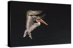 An Adult Brown Pelican (Pelecanus Occidentalis), at Night Near Isla Santa Catalina-Michael Nolan-Stretched Canvas
